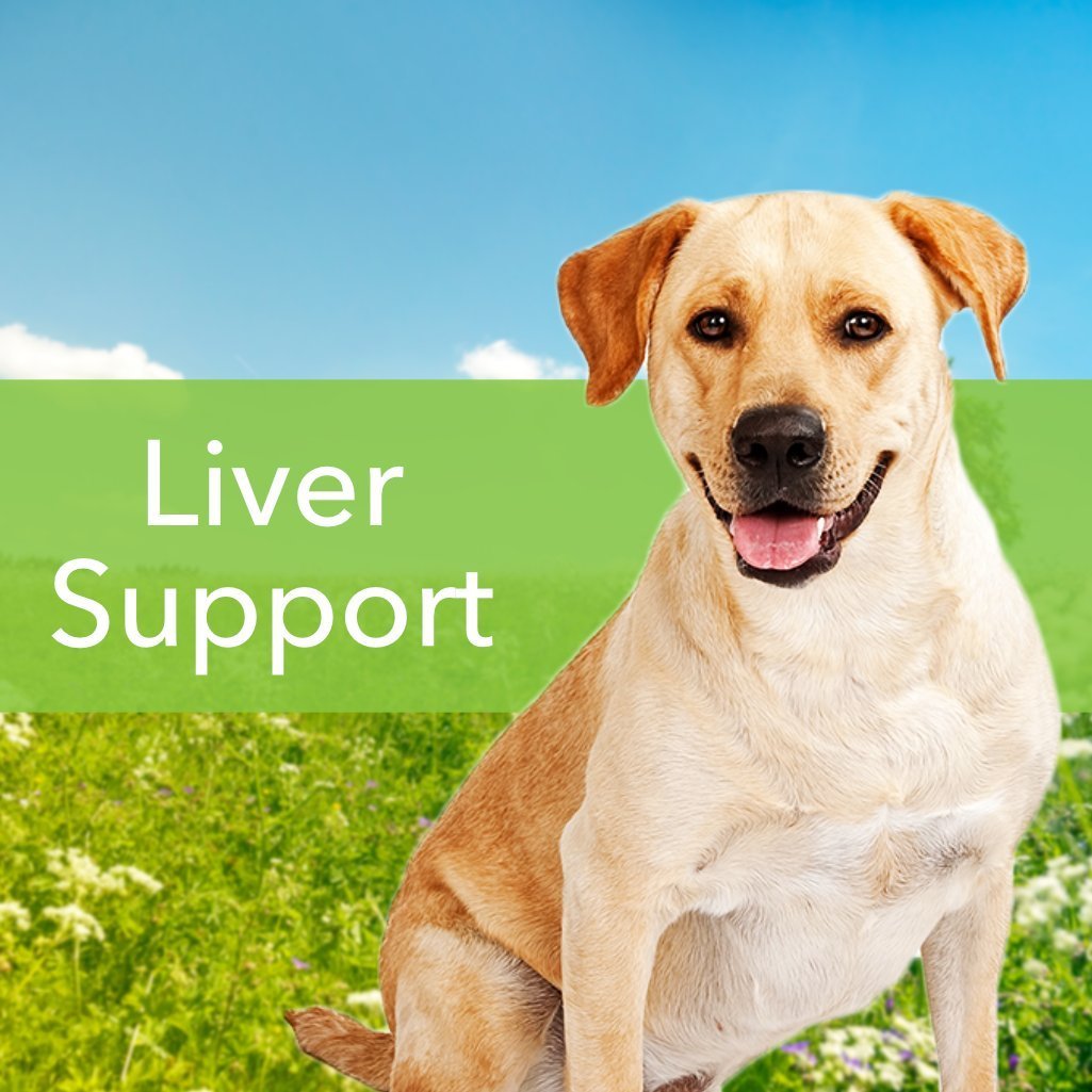 Pet Wellbeing Milk Thistle for Dogs & Cats - Supports Liver Health, Protects Liver - Glycerin-Based Natural Herbal Supplement - 4 oz (118 ml) - Image 6